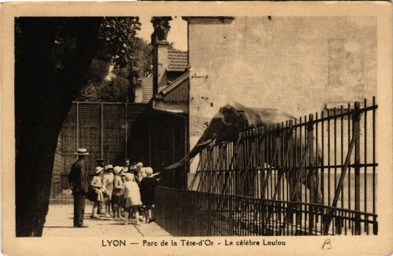 Carte postale ancienne Lyon-Parc de la Tete d'Or Le celebre Loulou à Lyon