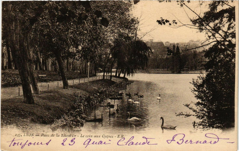 Carte postale ancienne Lyon-Parc de la Tete d'Or Le coin aux Cygnes à Lyon