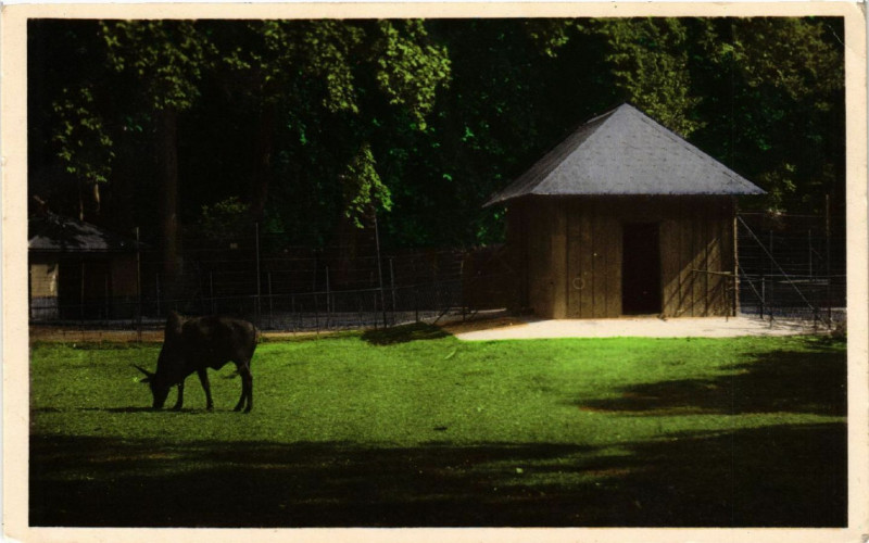 Carte postale ancienne Lyon-Parc de la Tete d'Or Le Bufle à Lyon