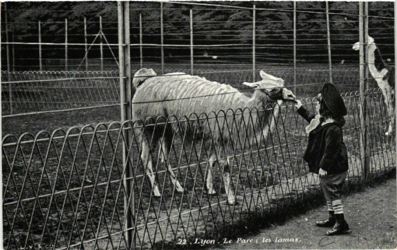 Carte postale ancienne Lyon-Le Parc les lamas à Lyon