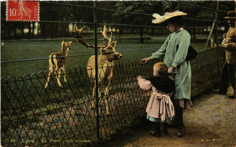Carte postale ancienne Lyon-Le Parc les daims à Lyon