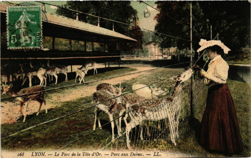 Carte postale ancienne Lyon-Le Parc de la Tete d'Or Parc aux Daims à Lyon