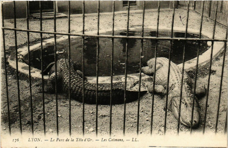 Carte postale ancienne Lyon-Le Parc de la Tete d'Or Les Caimans à Lyon