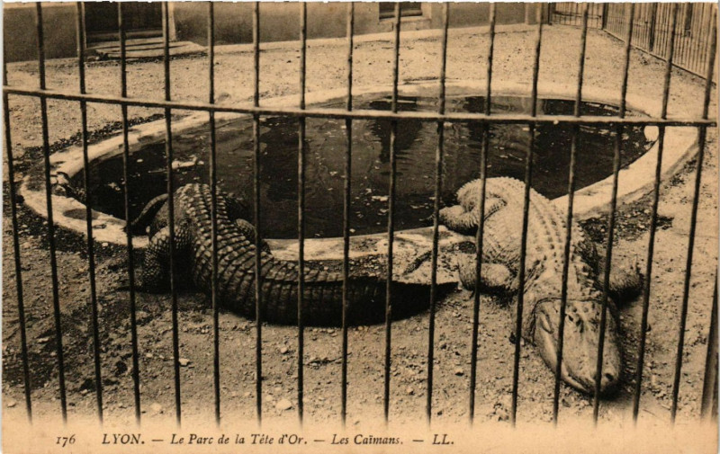 Carte postale ancienne Lyon-Le Parc de la Tete d'Or Les Caimans à Lyon