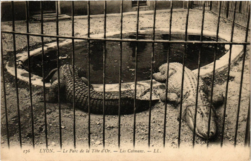 Carte postale ancienne Lyon-Le Parc de la Tete d'Or Les Caimans à Lyon
