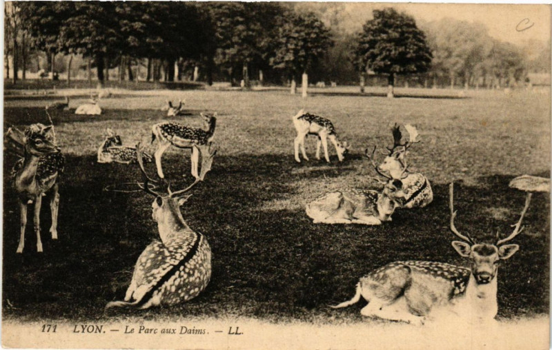 Carte postale ancienne Lyon-Le Parc aux Daims à Lyon