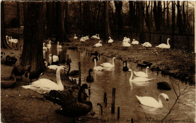 Carte postale ancienne Lyon-Au Parc Le Refuge des Cygnes à Lyon