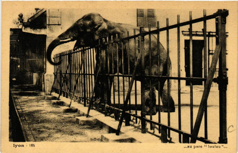 Carte postale ancienne Lyon-Au parc loulou à Lyon