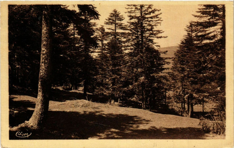 Carte postale ancienne Mont-Pilat - Un-sous-bois