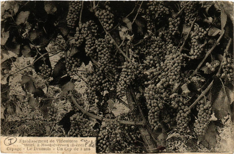 Carte postale ancienne Montseveroux - Montseveroux - Etablissement de Viticulture - Isere à Montseveroux