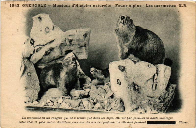 Carte postale ancienne Grenoble - Museum d'Hostoire naturelle à Grenoble