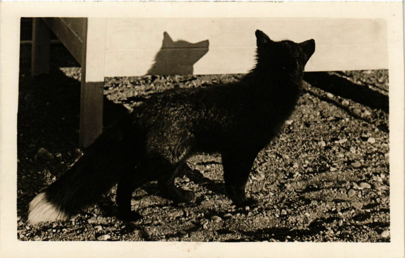 Carte postale ancienne Renard