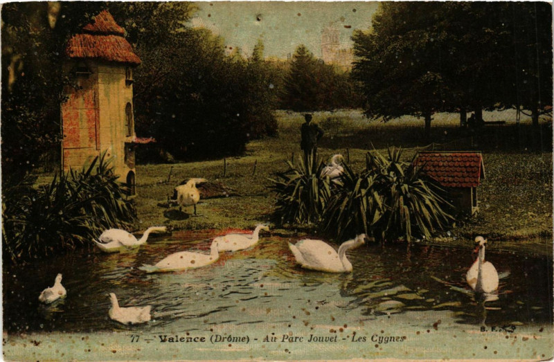 Carte postale ancienne Valence Au Parc Jouvet Les Cygnes à Valence
