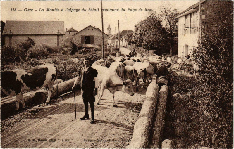 Carte postale ancienne Gex La Montée a l'alpage du bétail Pays de Gex à Gex