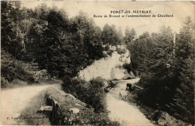 Carte postale ancienne Foret de Meyriat Route de Brenod à Brénod