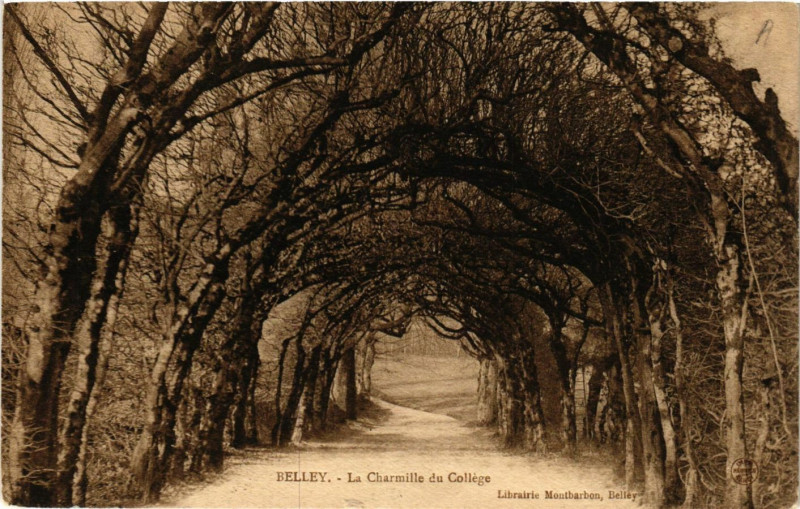 Carte postale ancienne Belley La Charmille du Collége à Belley