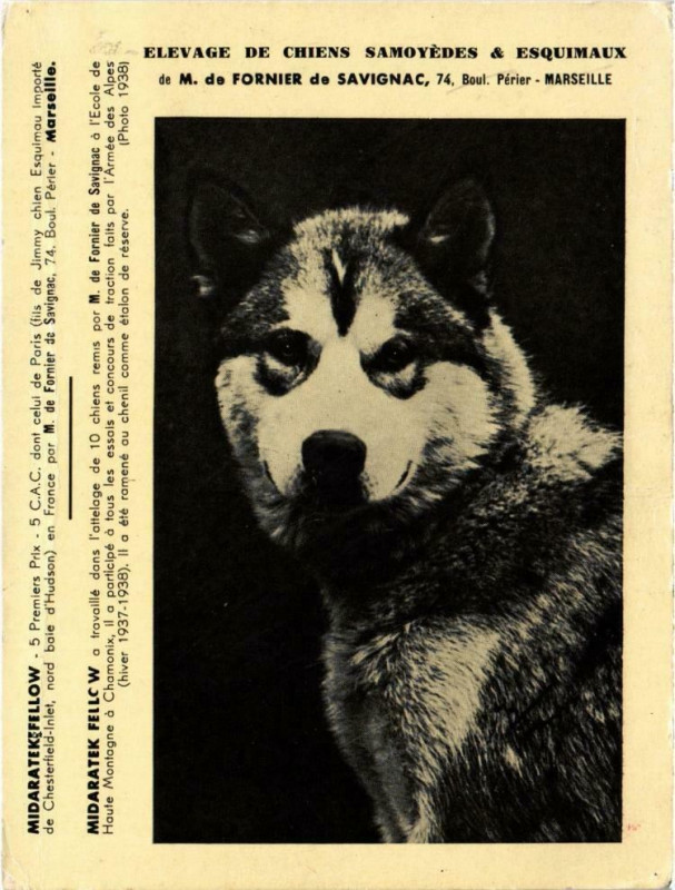 Carte postale ancienne Marseille - Elevage de Chiens Samoyedes & Esquimaux de M. de à Marseille