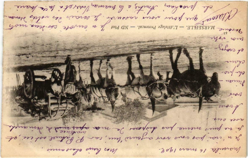 Carte postale ancienne Marseille - L'Attelage Provencal à Marseille