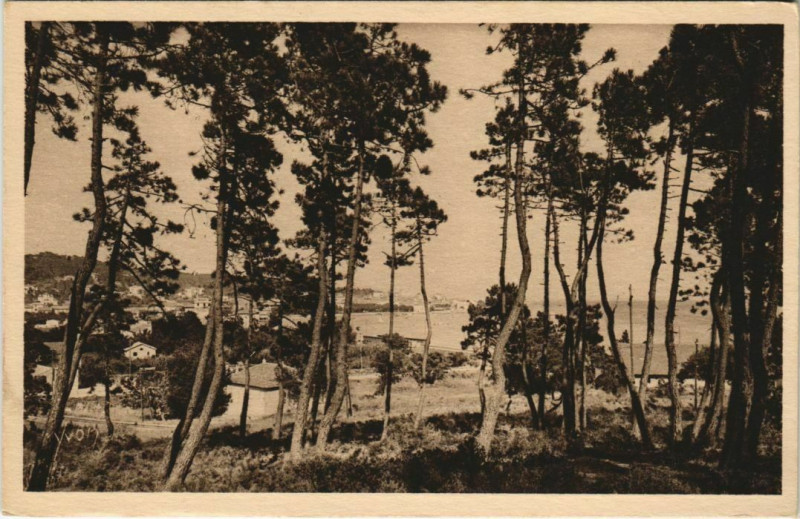 Carte postale ancienne Sainte-Maxime La Pinede à Sainte-Maxime