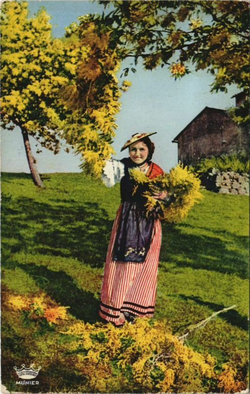 Carte postale ancienne Cueillette du Mimosa