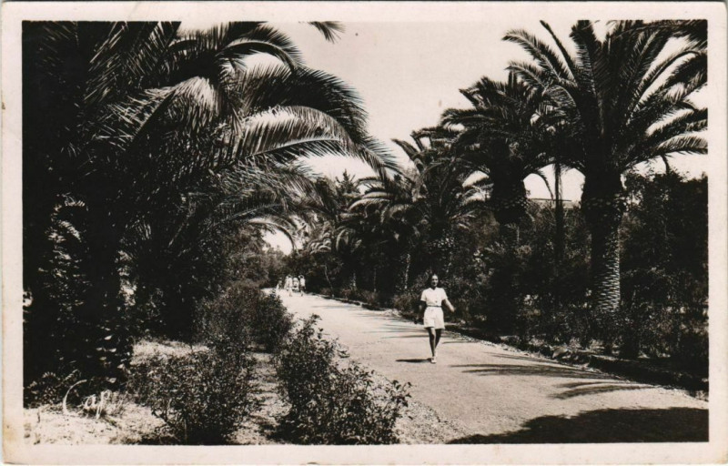 Carte postale ancienne Saint-Cyr-sur-Mer Les Lecques - Allee de Palmiers à Saint-Cyr-sur-Mer