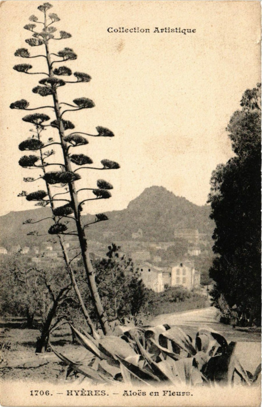 Carte postale ancienne Hyeres - Aloes en Fleurs à Hyères