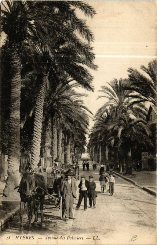 Carte postale ancienne Hyeres - Avenue des Palmiers à Hyères