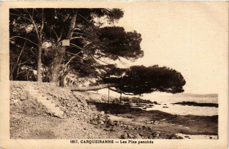 Carte postale ancienne Carqueiranne Les Pins penches à Carqueiranne