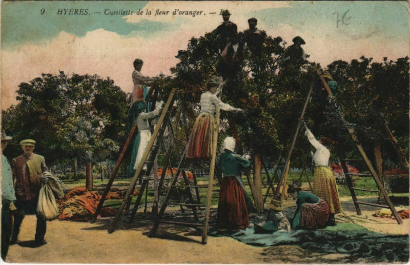 Carte postale ancienne Hyeres Cueillette de la fleurs d'oranger France à Hyères