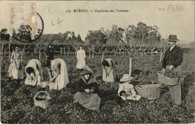 Carte postale ancienne Hyeres Cueillette des Violettes France à Hyères