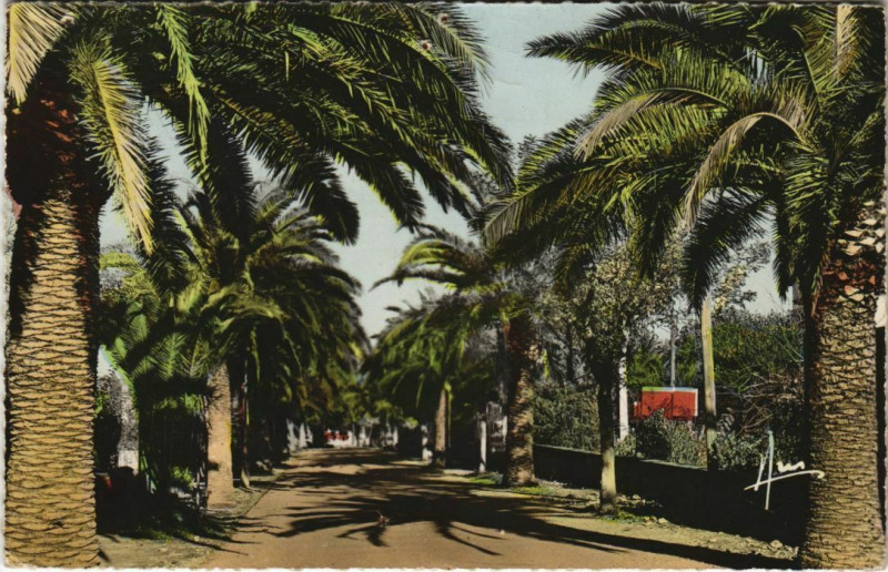 Carte postale ancienne Sanary-sur-Mer Avenue de Port-Issol France à Sanary-sur-Mer