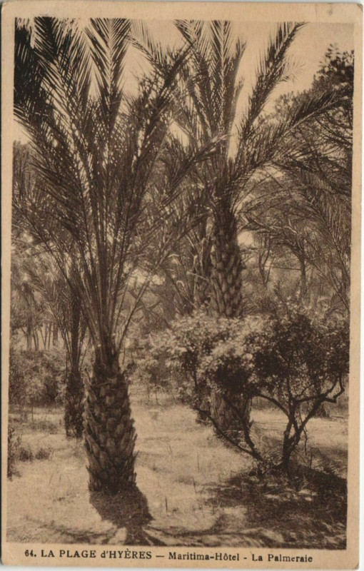 Carte postale ancienne Hyeres Maritima-Hotel, La Palmeraie France à Hyères