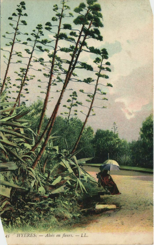 Carte postale ancienne Hyeres Aloes en fleurs France à Hyères