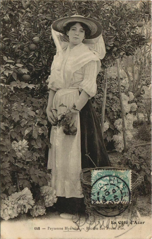 Carte postale ancienne Hyeres Recolte des Fruits d'or France à Hyères