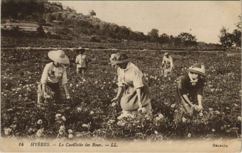 Carte postale ancienne Hyeres La Cueillette des Roses France à Hyères