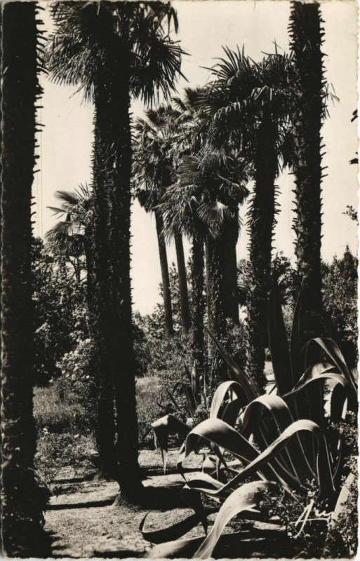 Carte postale ancienne Hyeres Jardins Olbius-Riquier France à Hyères