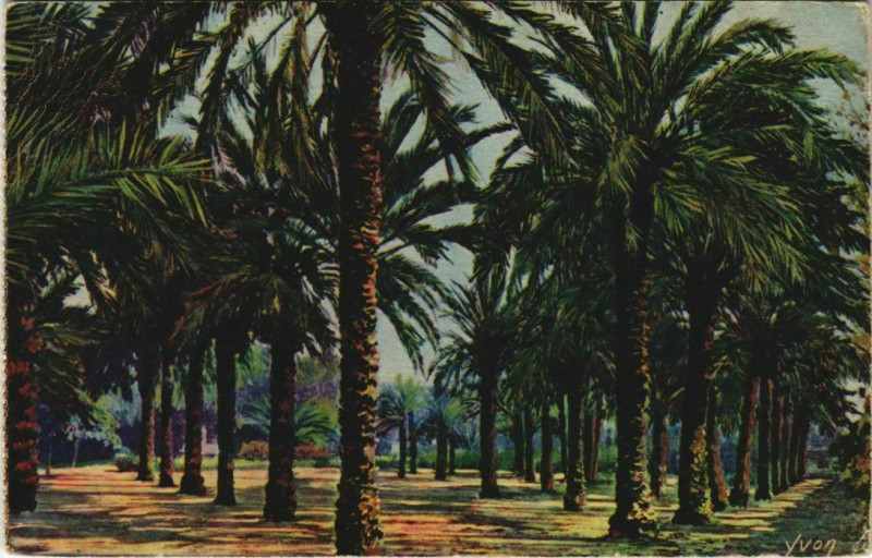Carte postale ancienne Hyeres Jardin Denis, Les Palmiers France à Hyères