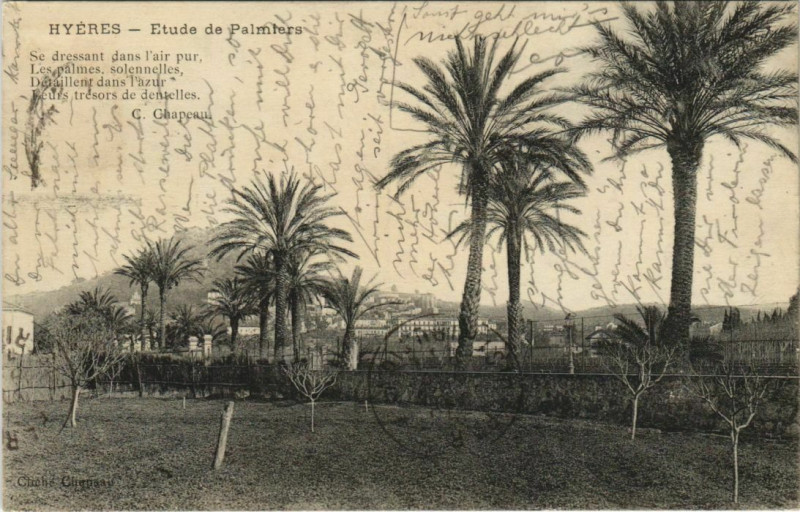 Carte postale ancienne Hyeres Etude de Palmiers France à Hyères