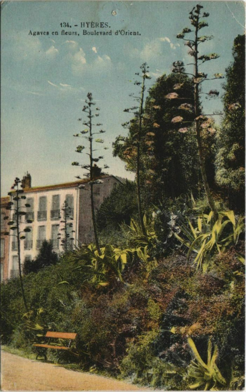 Carte postale ancienne Hyeres Agaves en fleurs, Boulevard d'Orient France à Hyères