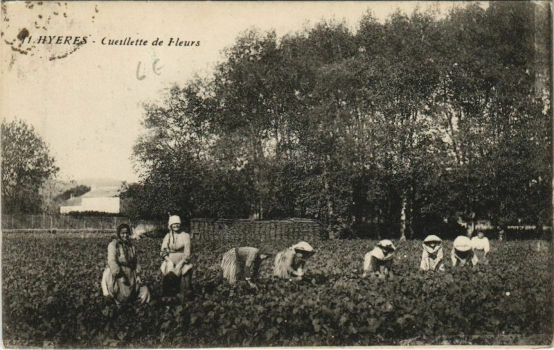 Carte postale ancienne Hyeres Cueillette de Fleurs France à Hyères