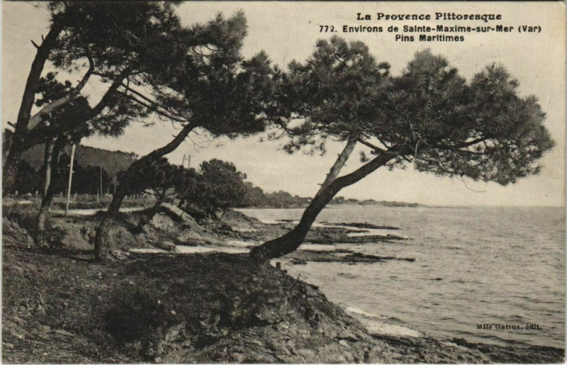 Carte postale ancienne Sainte-Maxime Environs - Pins Maritimes à Sainte-Maxime