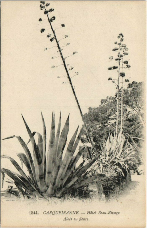 Carte postale ancienne Carqueiranne Hotel Beau-Rivage - Aloes en Fleurs à Carqueiranne