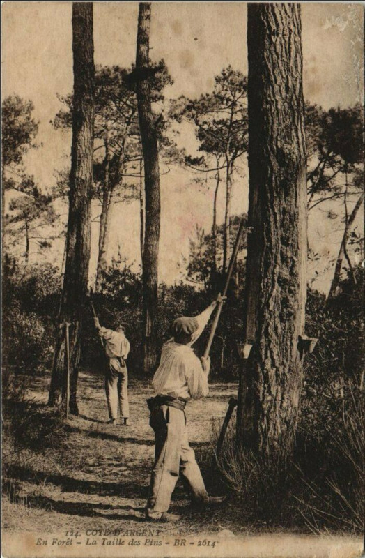 Carte postale ancienne Cote d'Argent - En Foret - La Taille des Pins - Folklore