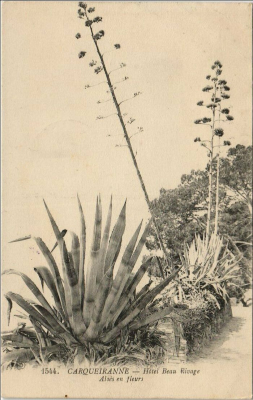 Carte postale ancienne Carqueiranne Hotel Beau Rivage - Aloes en Fleurs à Carqueiranne