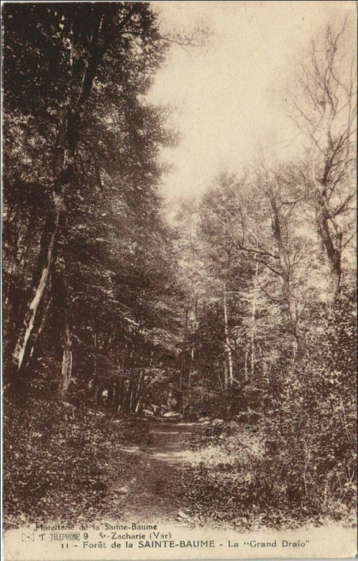 Carte postale ancienne Saint-Maximin-la-Sainte-Baume Foret - La Grand Draio à Saint-Maximin-la-Sainte-Baume