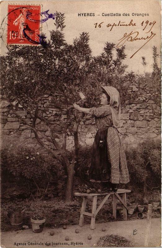 Carte postale ancienne Hyeres Cueillette des Oranges à Hyères