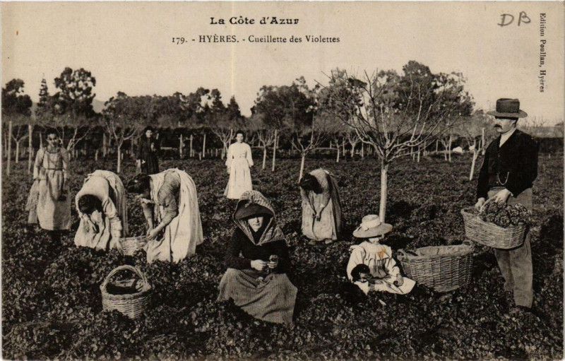 Carte postale ancienne La coté d'Azur Hyeres Cueillette des Violettes à Hyères