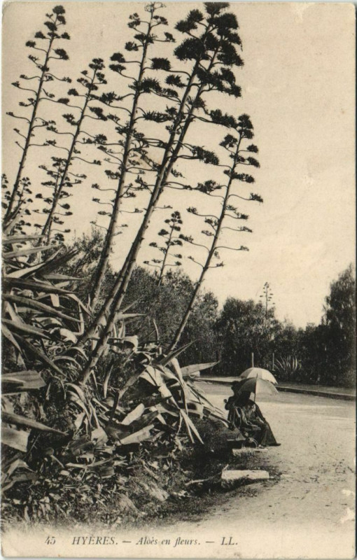 Carte postale ancienne Hyeres Aloes en Fleurs à Hyères
