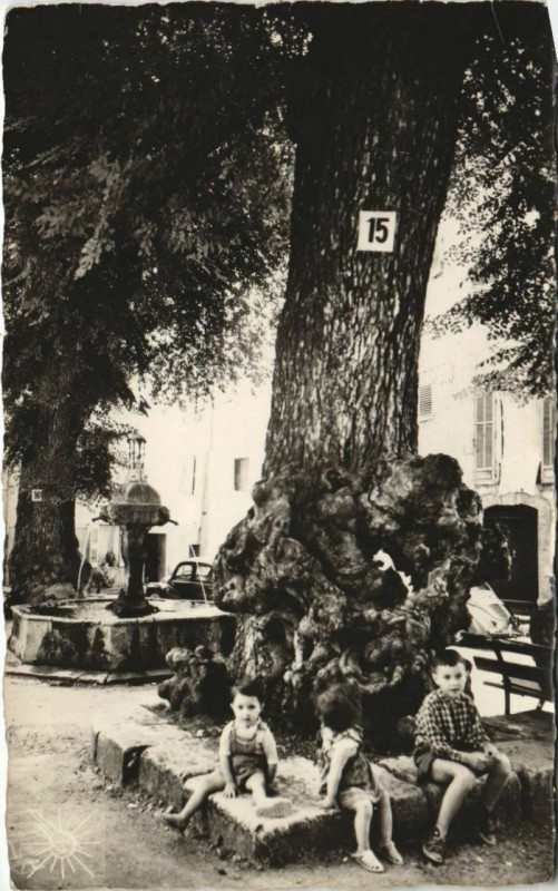 Carte postale ancienne Cotignac Place de la Mairie - Un Vieil Orme et Fontaine à Cotignac