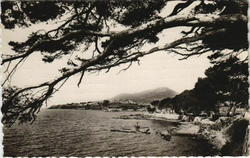 Carte postale ancienne Carqueiranne Les Pins Penches à Carqueiranne